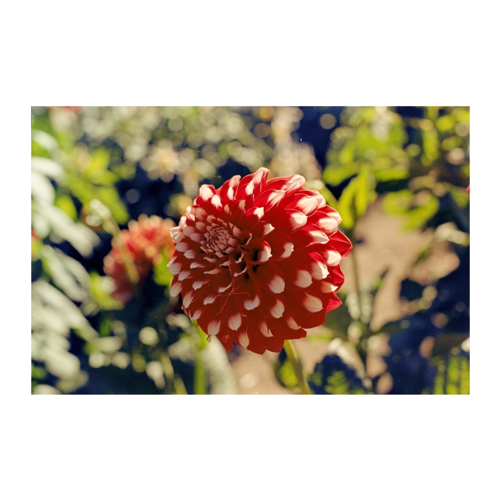 Kodak  Pro Image 100